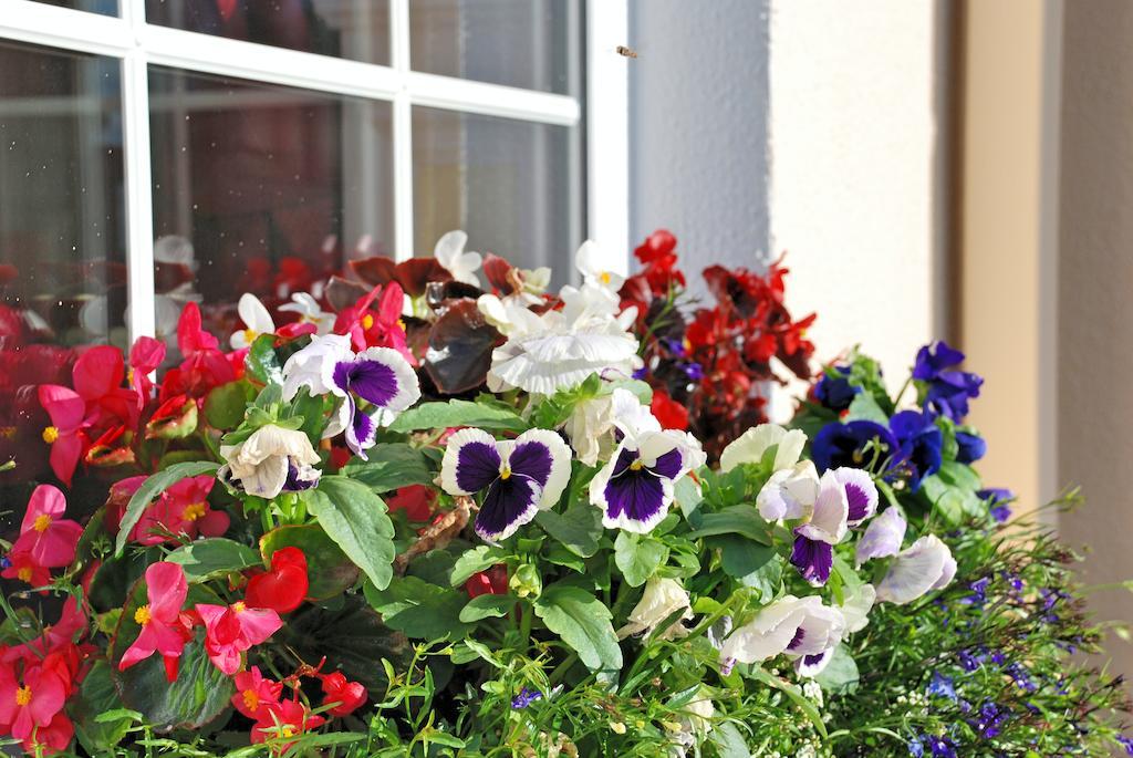 Lemongrove House Bed & Breakfast Enniscorthy Dış mekan fotoğraf